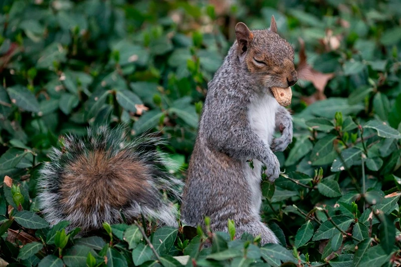 A gray squirrel blinks while holding a peanut in its mouth as he stands in the green of the Central Park on April 11, 2019 in New York City. (Photo by Johannes EISELE / AFP) (Photo credit should read JOHANNES EISELE/AFP via Getty Images)