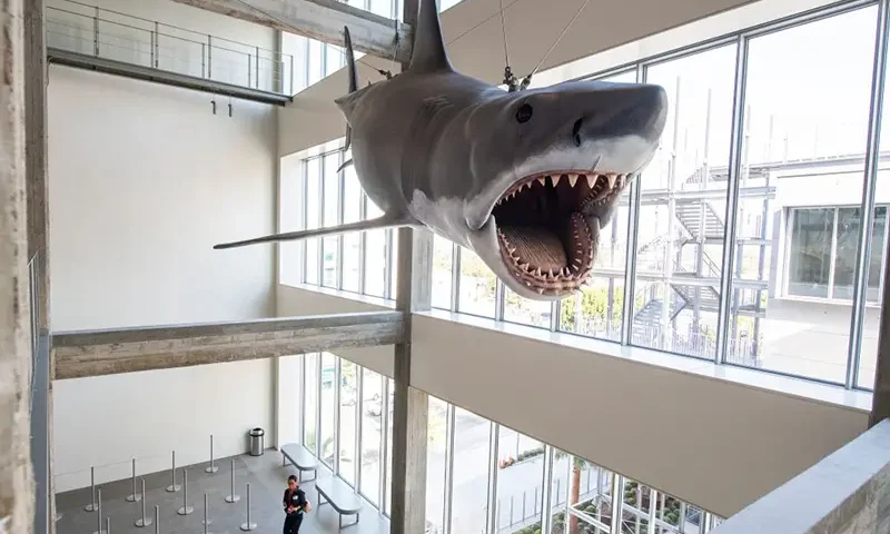 "Bruce" the animatronic shark from the movie Jaws is displayed inside the Academy Museum Of Motion Pictures during the opening press event, in Los Angeles, California, September 21, 2021. (Photo by VALERIE MACON / AFP) (Photo by VALERIE MACON/AFP via Getty Images)